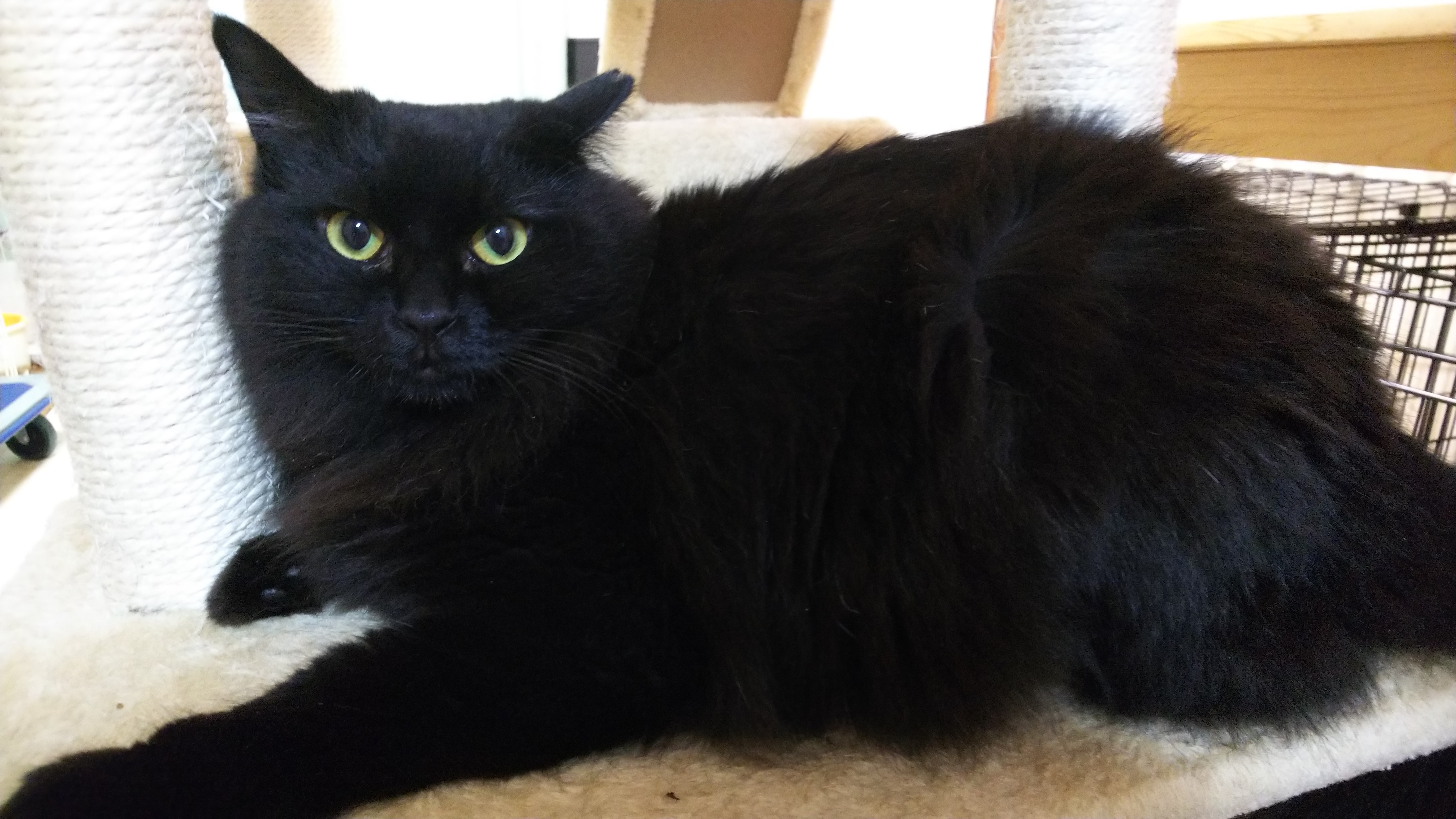 588番 黒猫 長毛 女の子 1歳